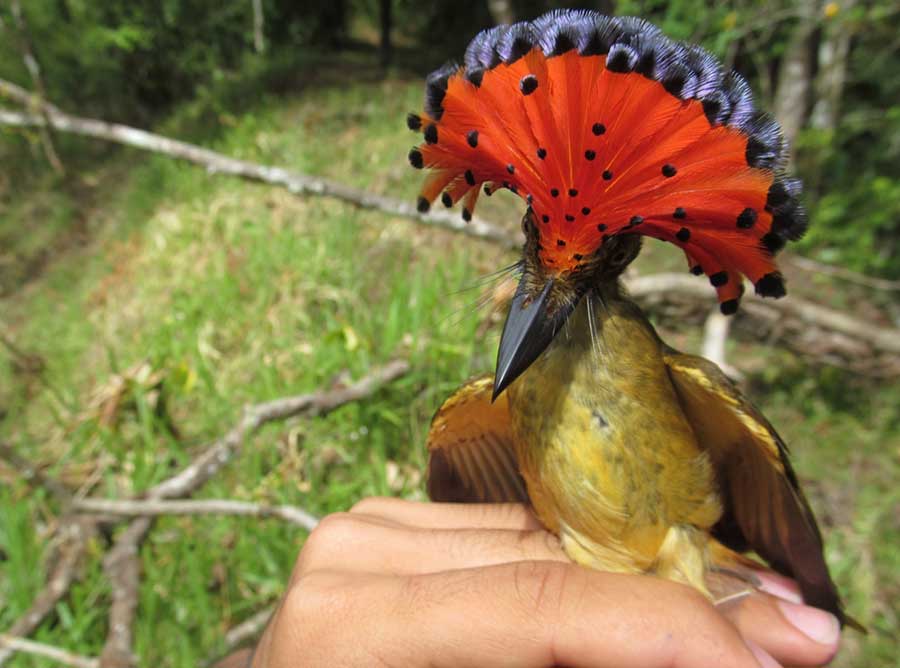 An Amazonian royal-flycatcher on farmland in Costa Rica