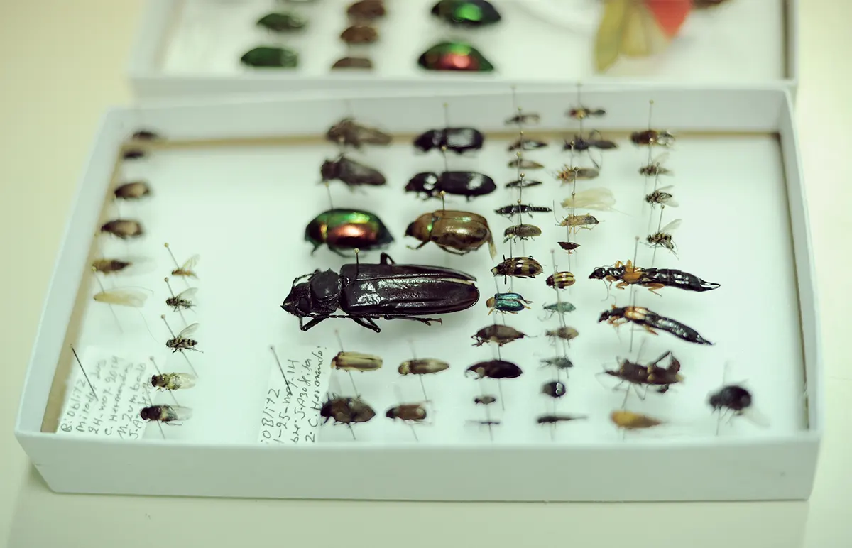 Insect specimens